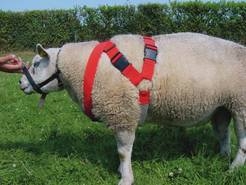 Harness
