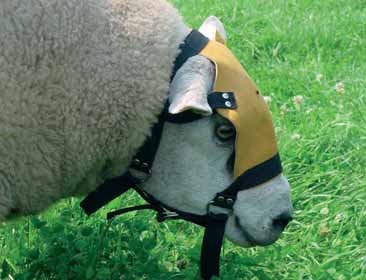 Buck mask
