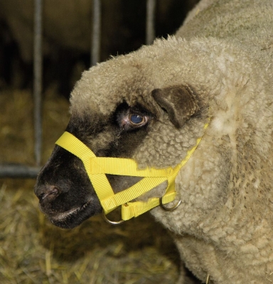 Halter for rams